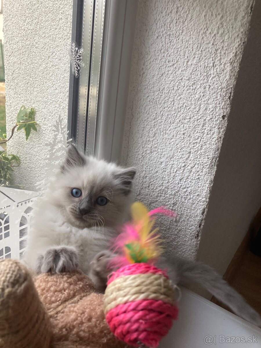 Ragdoll mačička - 5