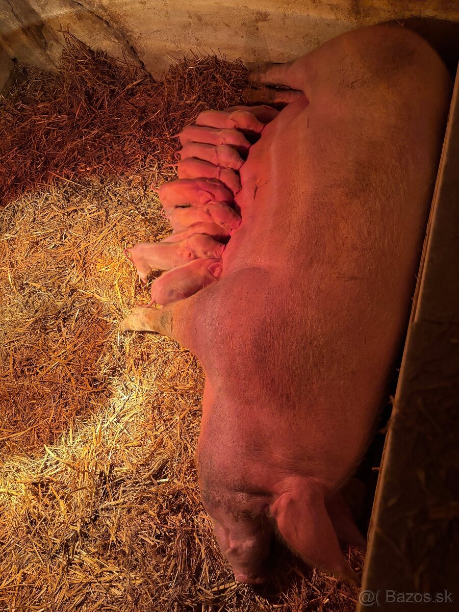 Predám Prasnica 2,50€ /kg - 5