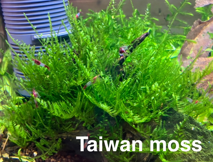 MACH do akvária - 5