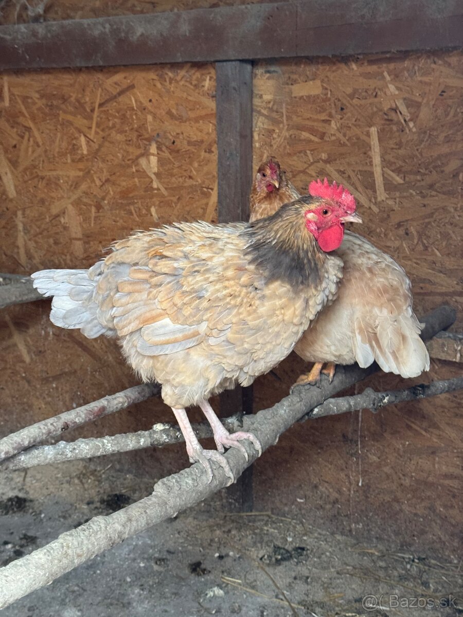 Predám mladé kohuty - eladó kakasok - 5