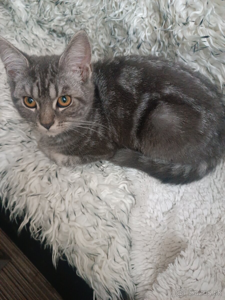 Britske maciatka - 5