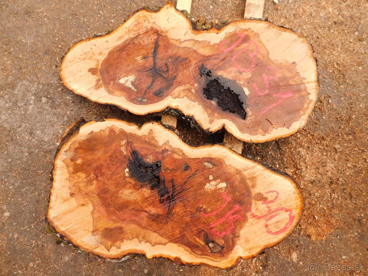 Očková jelša, očkový javor,očková hlošina,nádory, korenica.. - 5