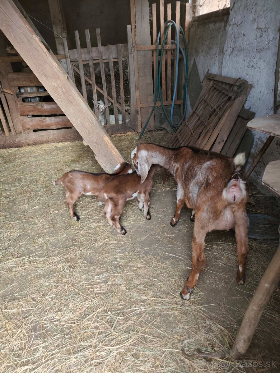 Kozy a kamerunske ovecky - 5