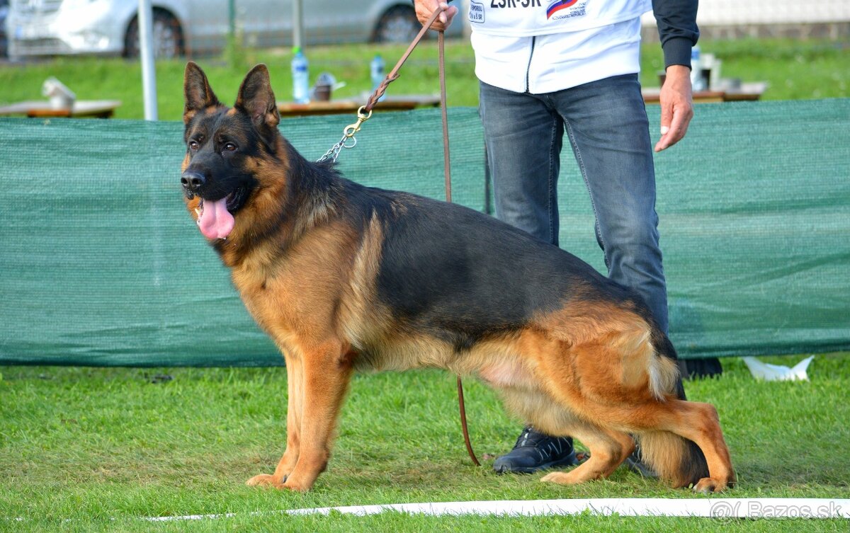 Nemecký ovčiak - 5