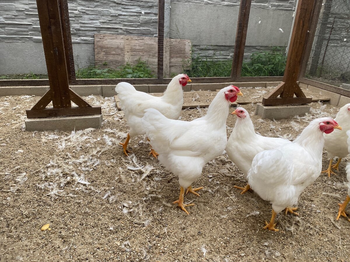 Predám kohútov Oravka biela - 5