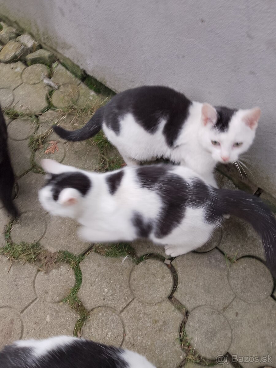 4 mesačné mačiatka - 5