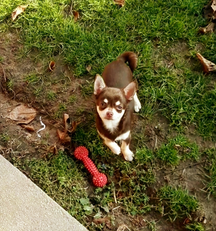 Čivava krátkosrstá – čoko fenka - 5