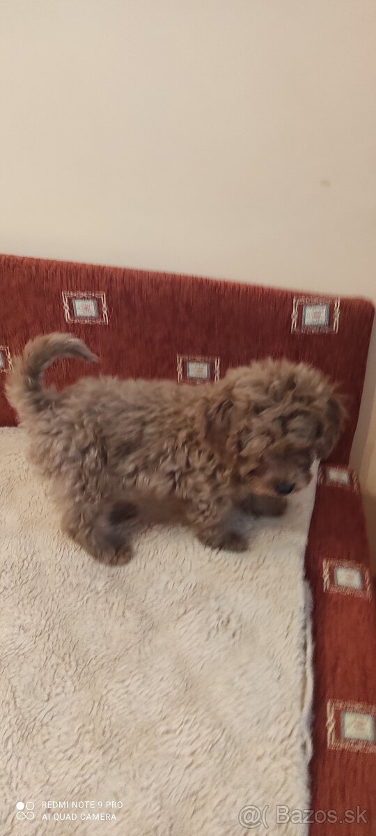 Pudel Trpaslíči - 5