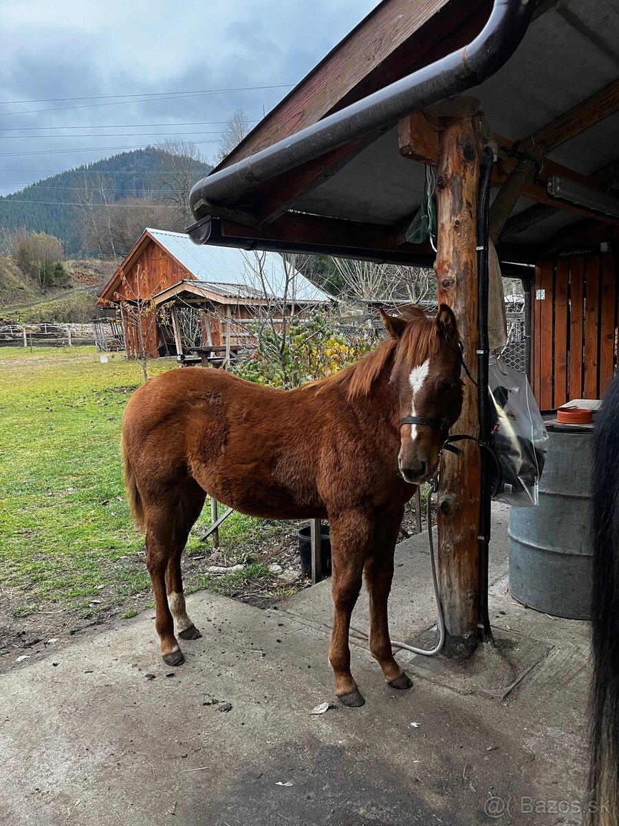 APH SORREL ŽREBČEK NA PREDAJ - 5