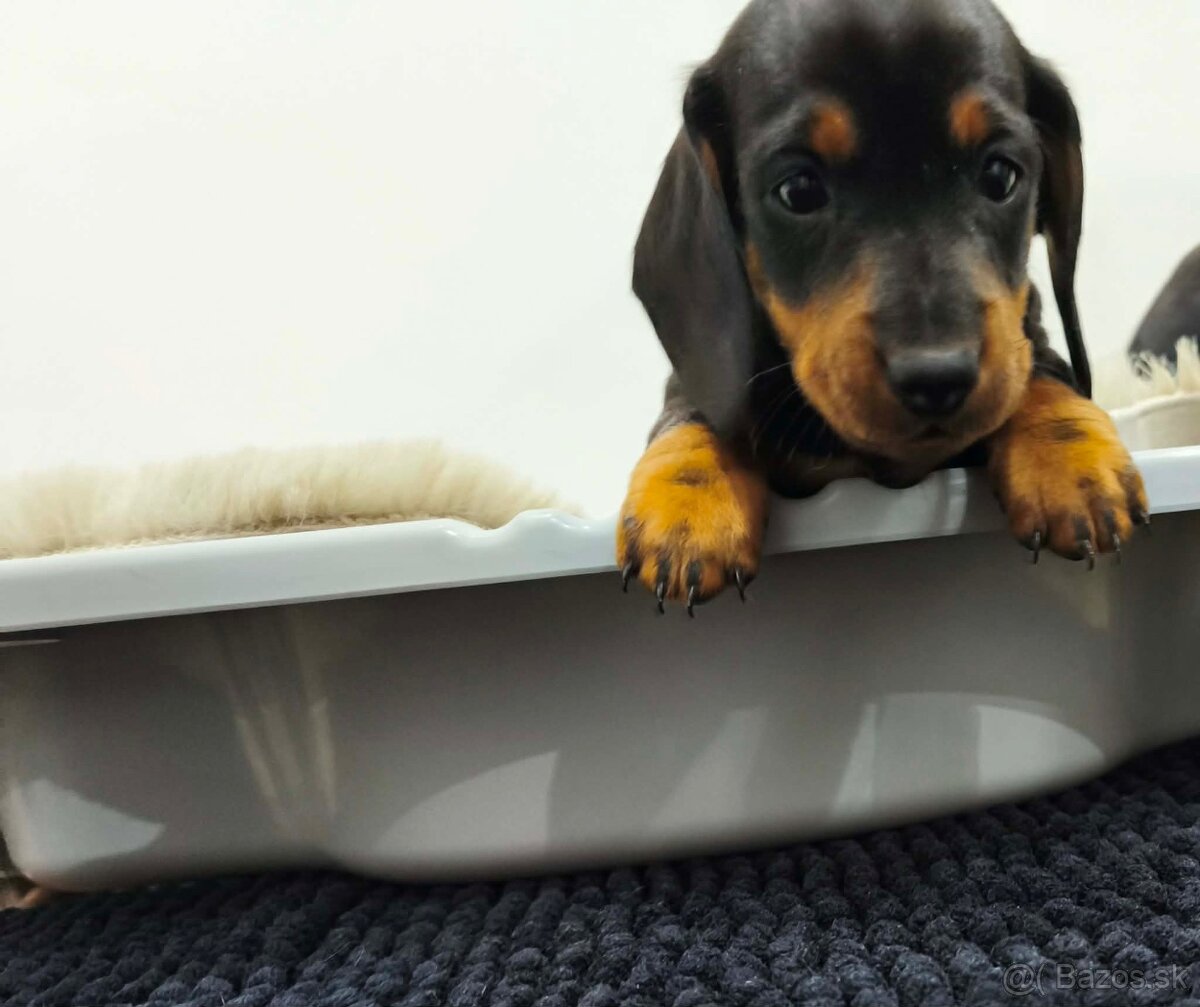 Jazvečík trpasličí - 5