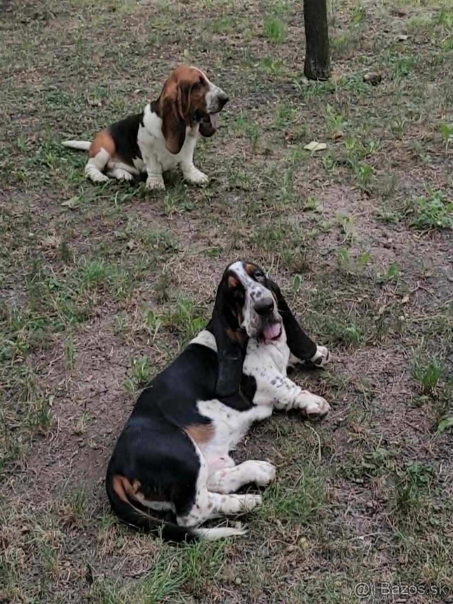 BASET-BASSET. - 5
