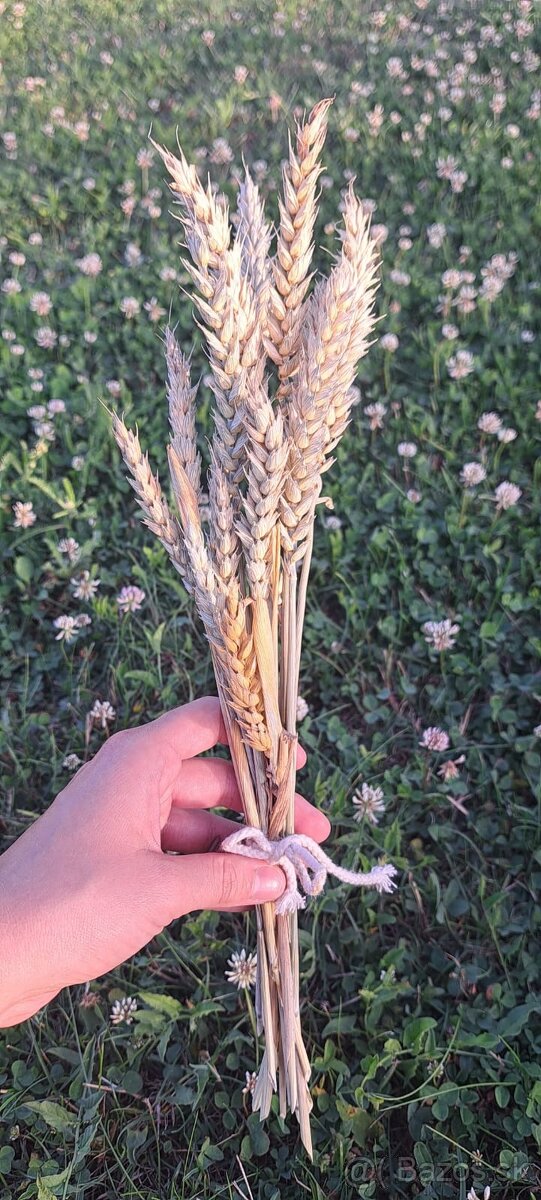 Sušené klasy pšenice 🌾 - 5