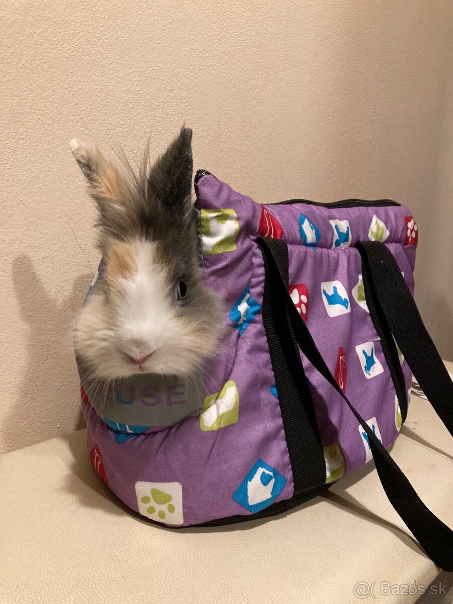 Zakrslý zajac/králik - 5