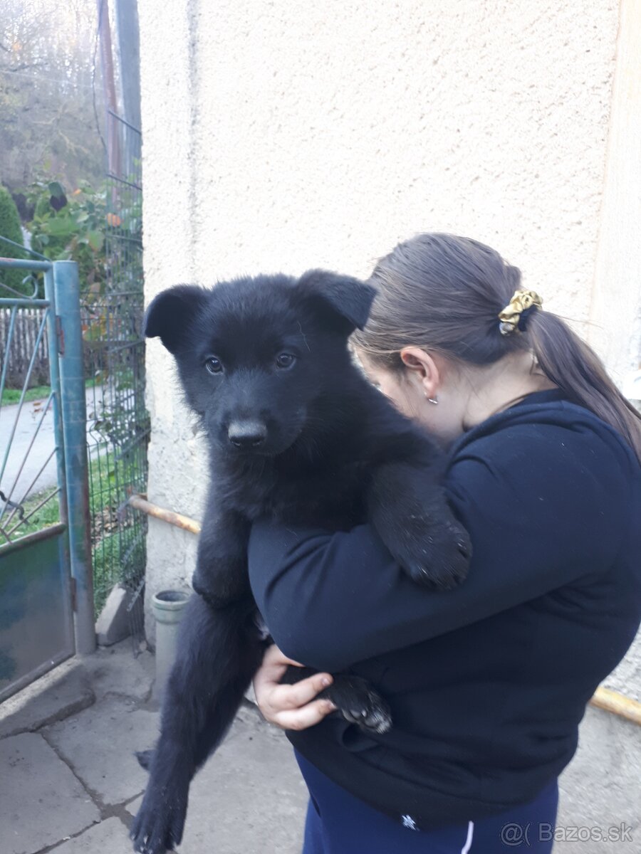 Nemecký ovčiak šteniatka - 5