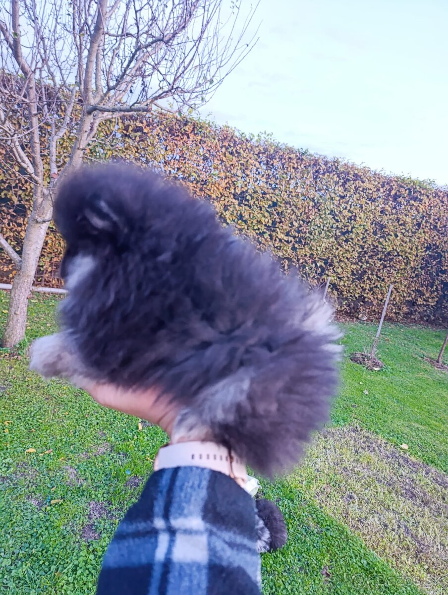 Pomeranian pomerian - 5