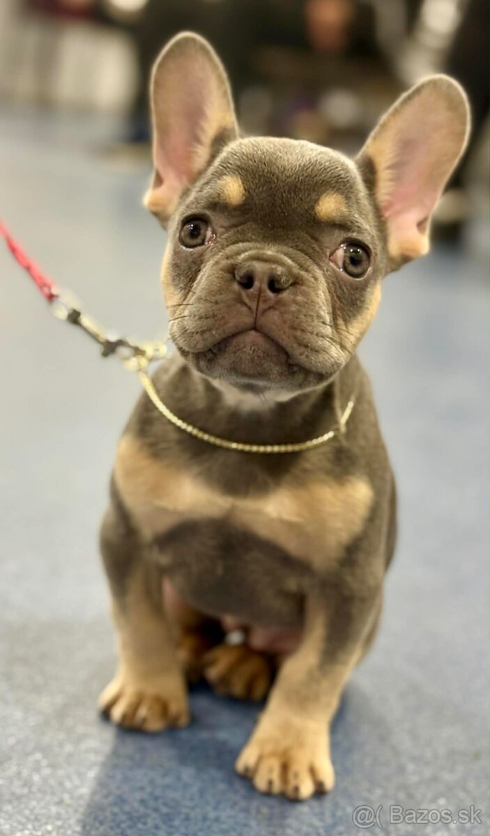 Francuzsky buldocek s pp - 5