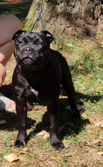 Stafordšírsky bulteriér - 5