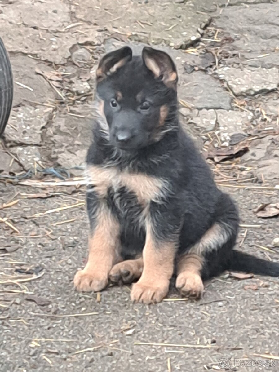 Predám šteniatka nemecký ovčiak - 5
