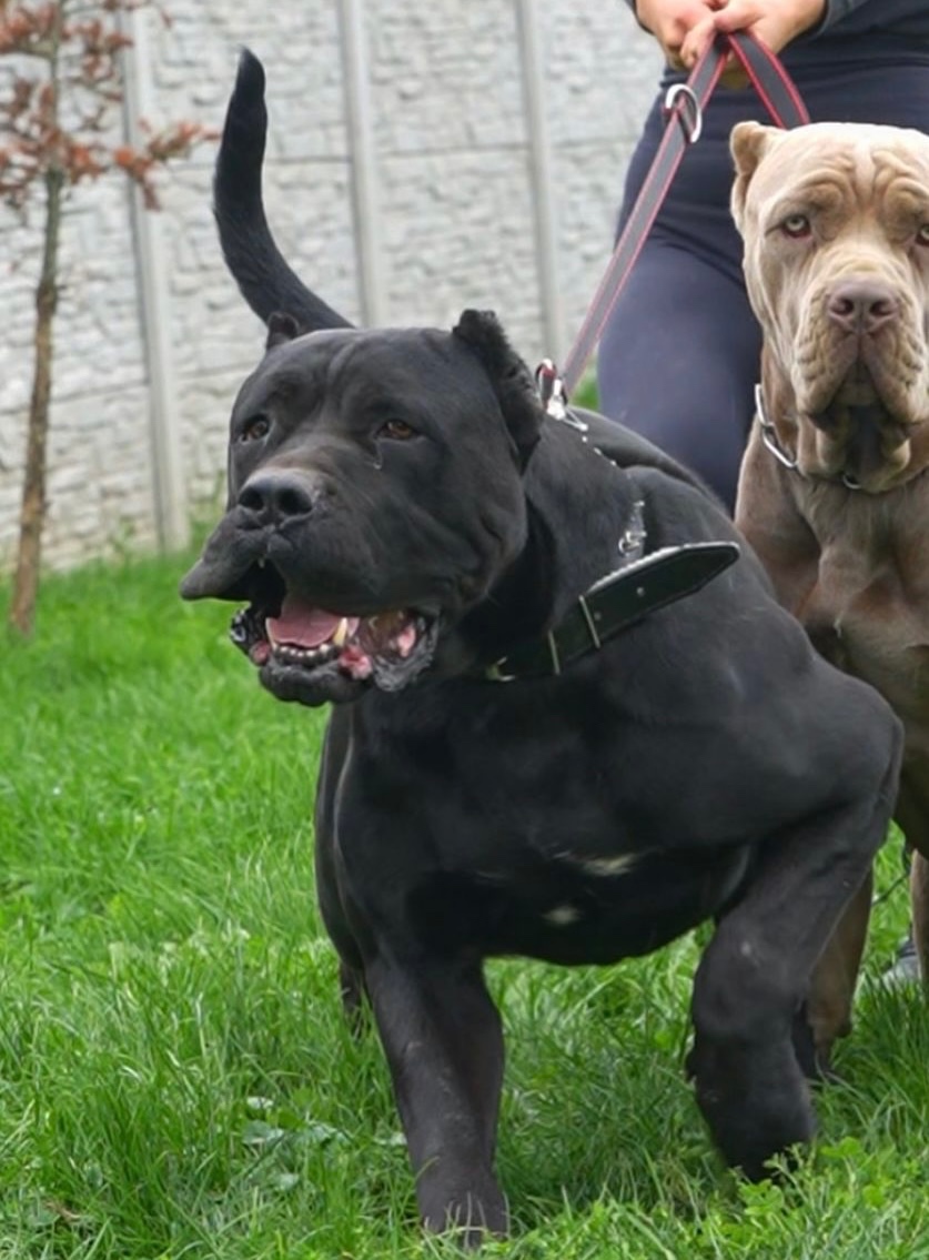Bandog, cane corso, presa, doga, pitbull - 5