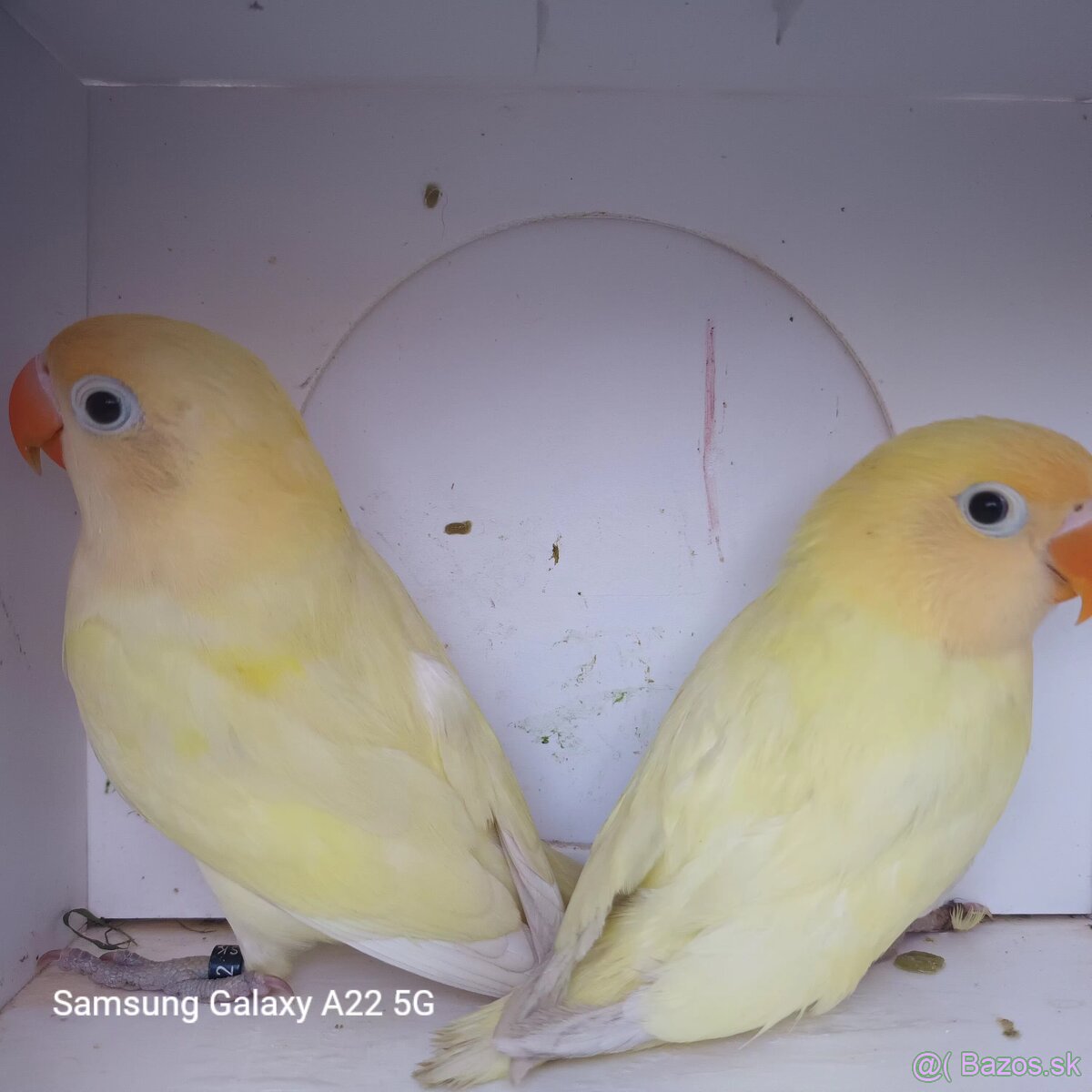 Agapornis fischer tyrkys decino - 5