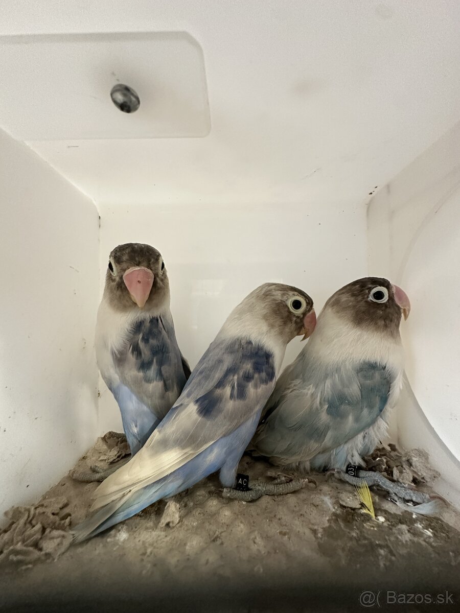 Agapornis škraboškový - 5