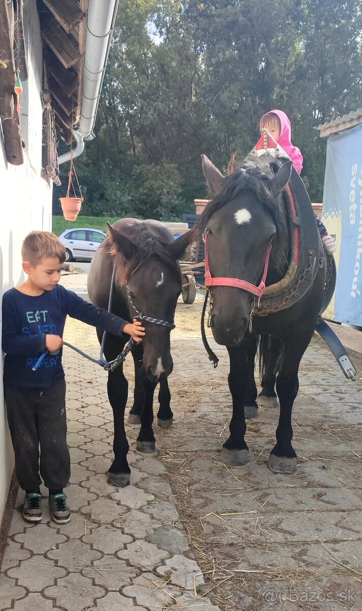 Predám mladé kobylky Norik Muránsky - 5