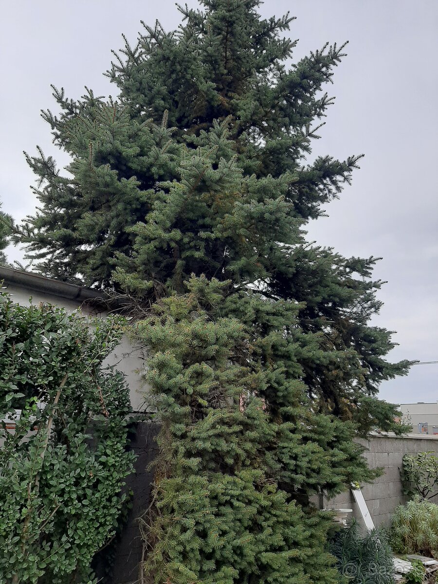 darujem drevo za vypýlenie stromov - 5