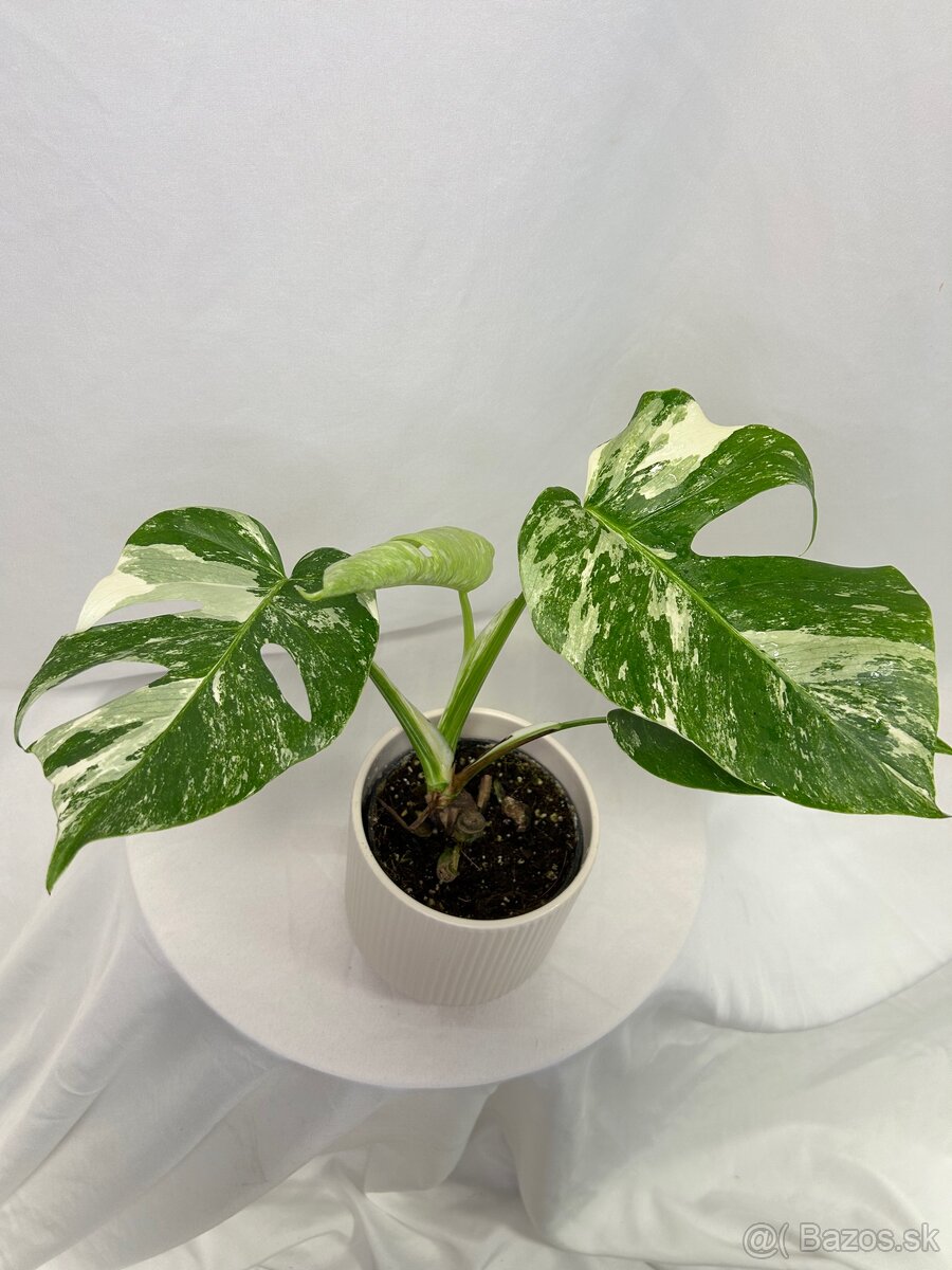 Monstera Deliciosa Albo variegata - 5