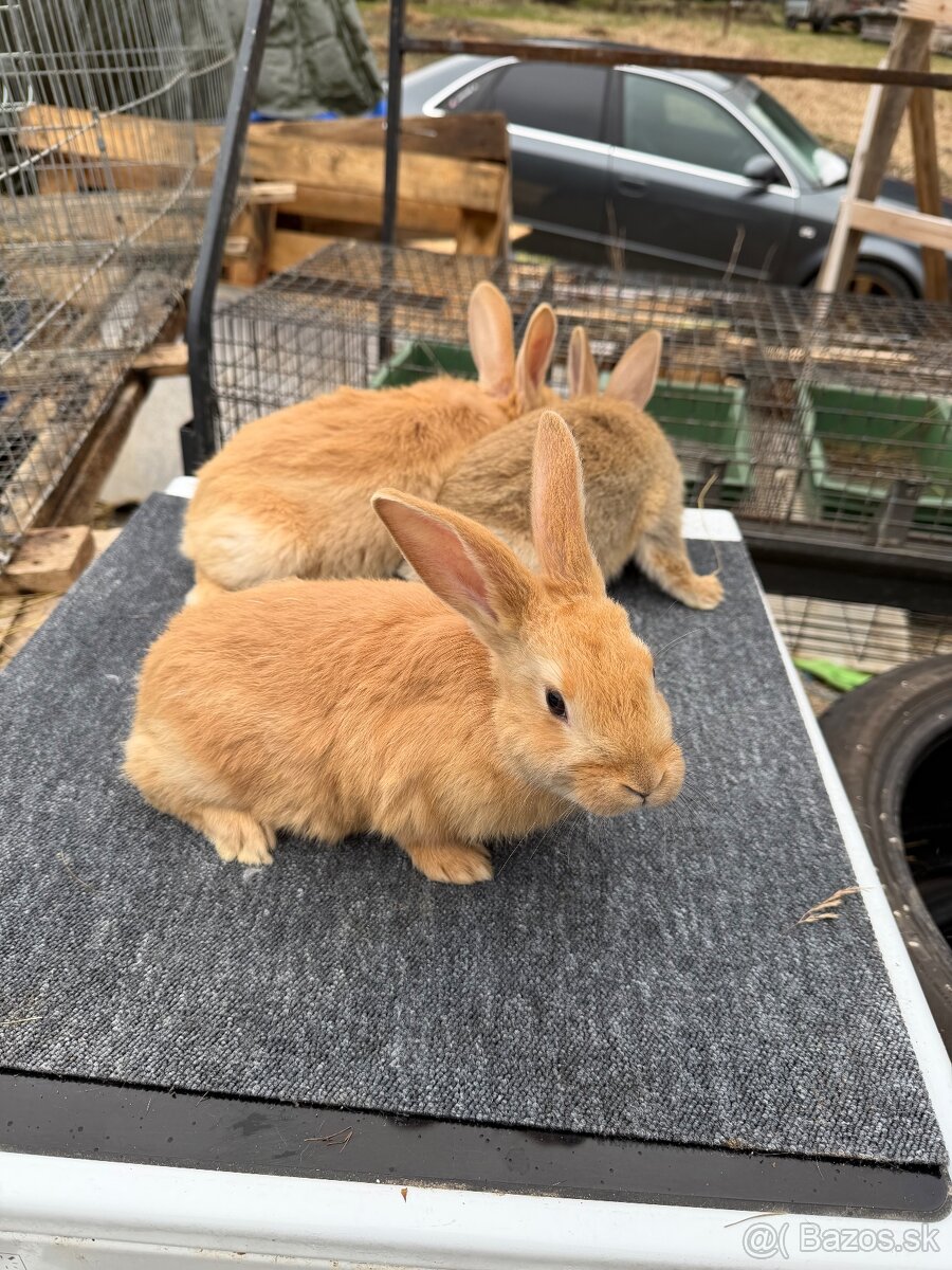 Hyla x Burgundský - 5