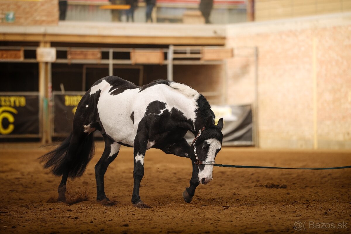Pripúšťanie Paint Horse - 5