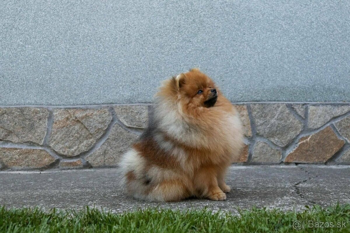 Pomeranian mini Boo - 5