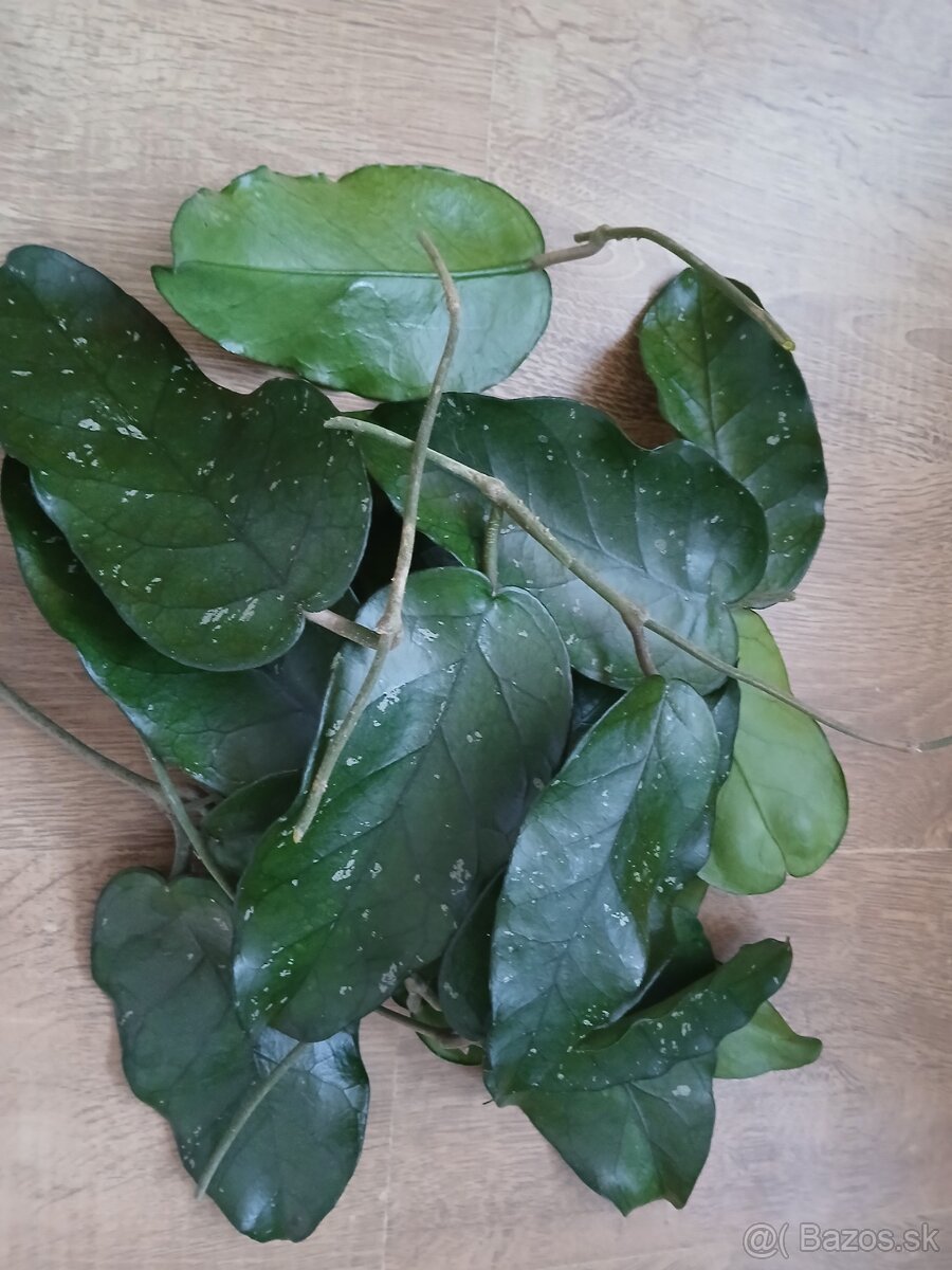 Hoya odrezky - 5
