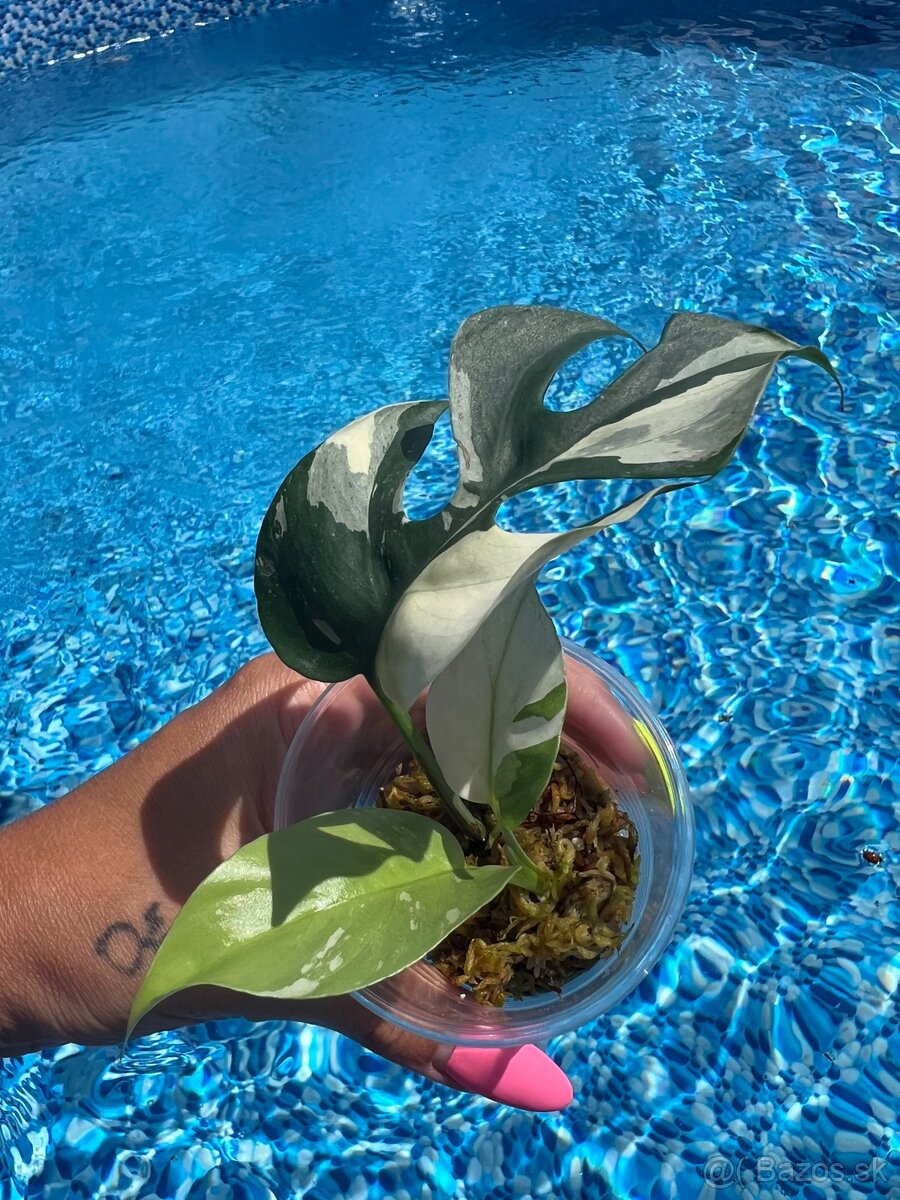 Monstera minima Albo Variegata - 5