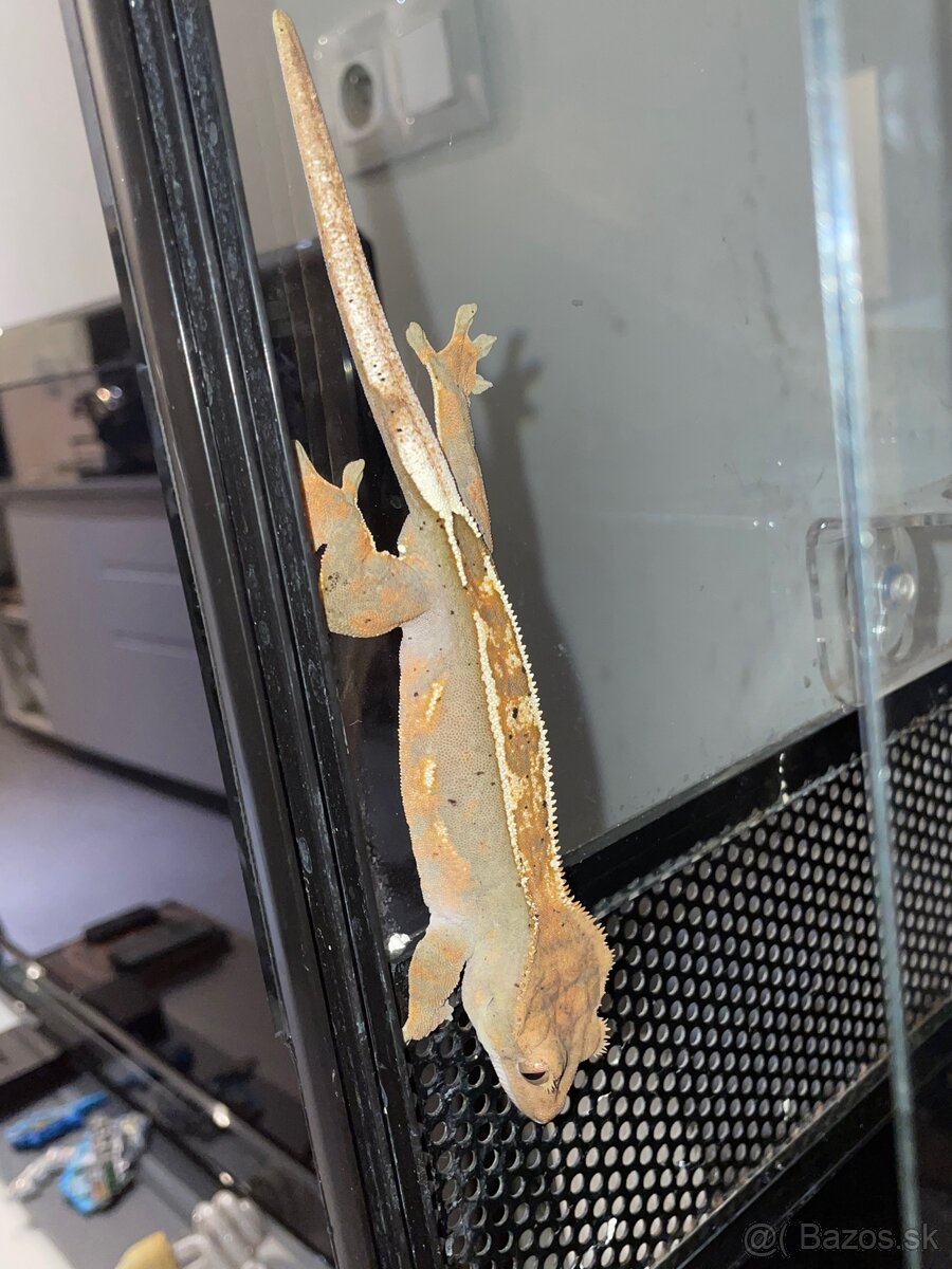 Tri pagekóny riasnaté-samec a dve samičky - 5