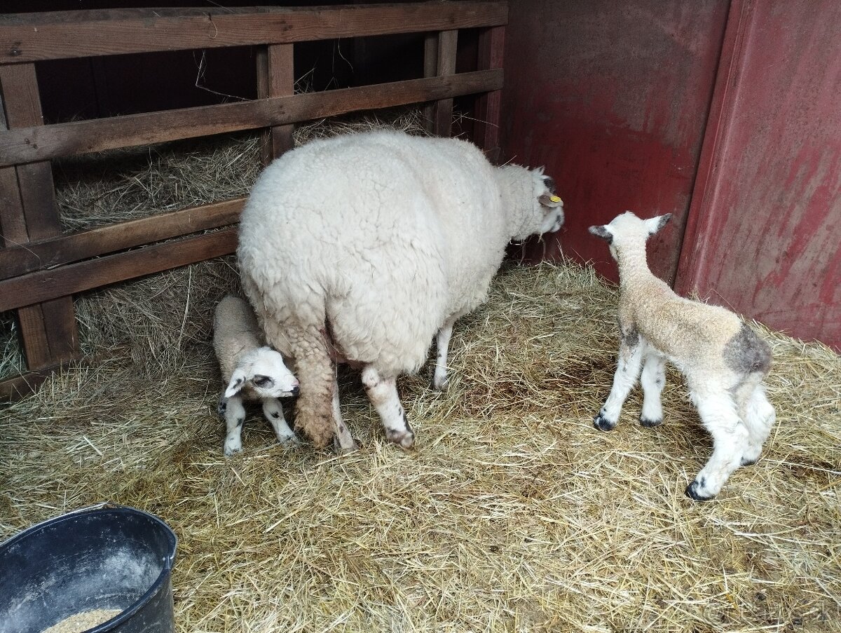 Predám ovce a jahňatá. - 5