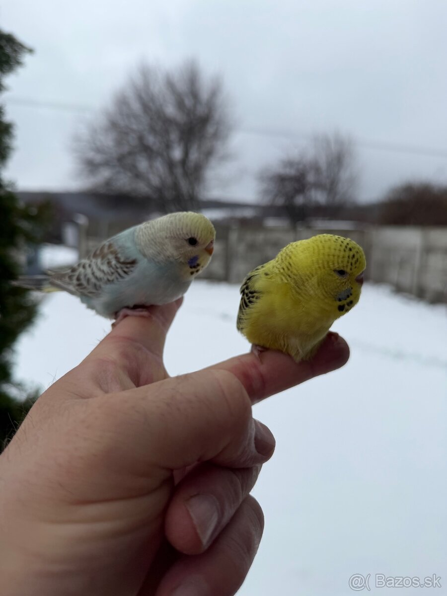 Andulky mlada Maznačik - 5