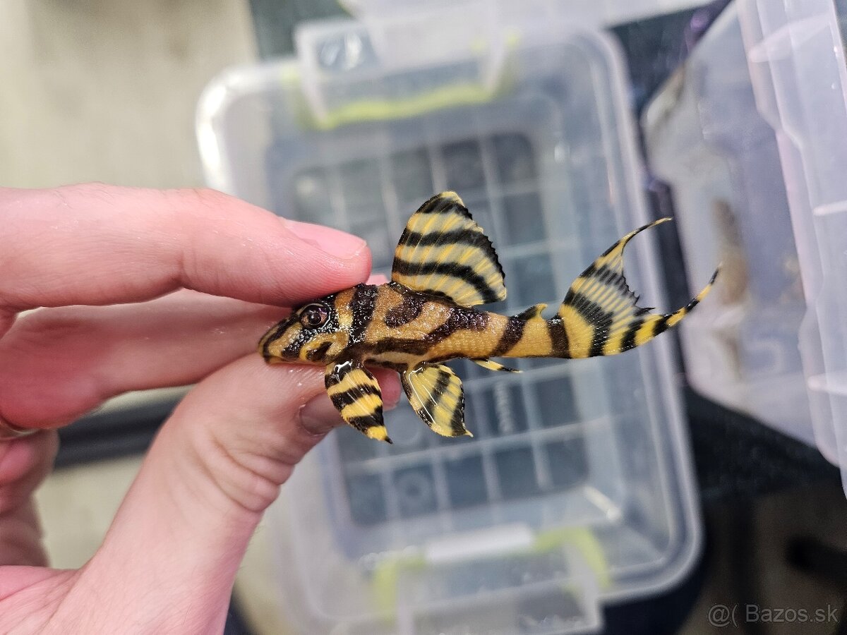 L 333 Gold line AAA - odchov - 5