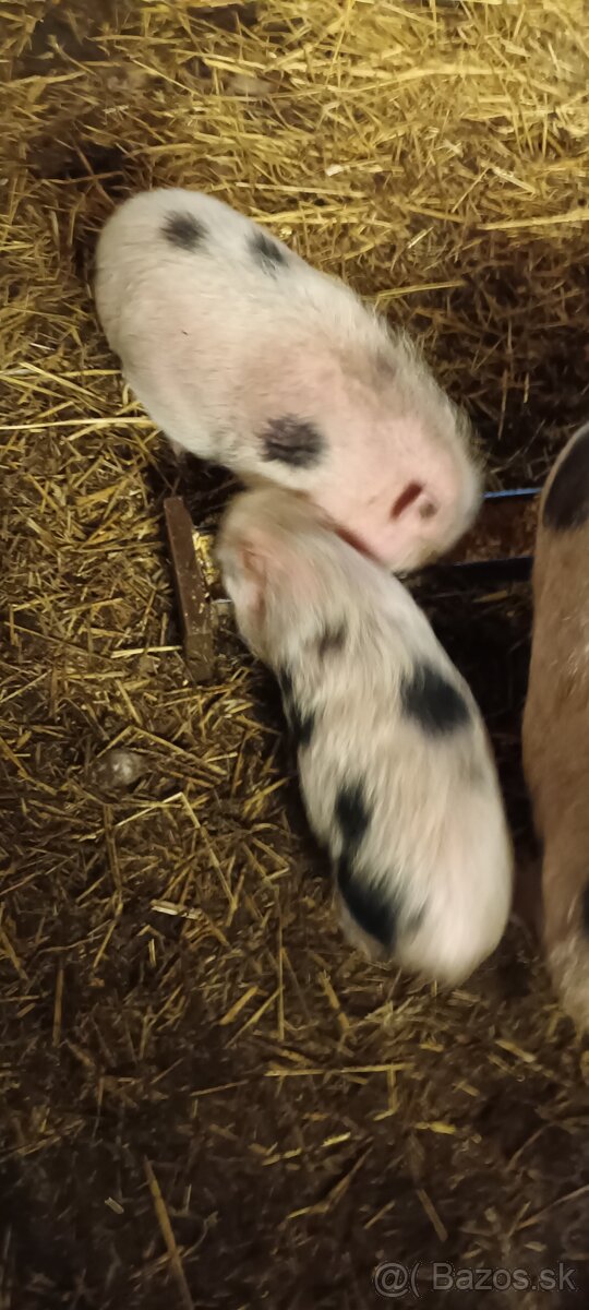 Gottingenske prasiatka - 5