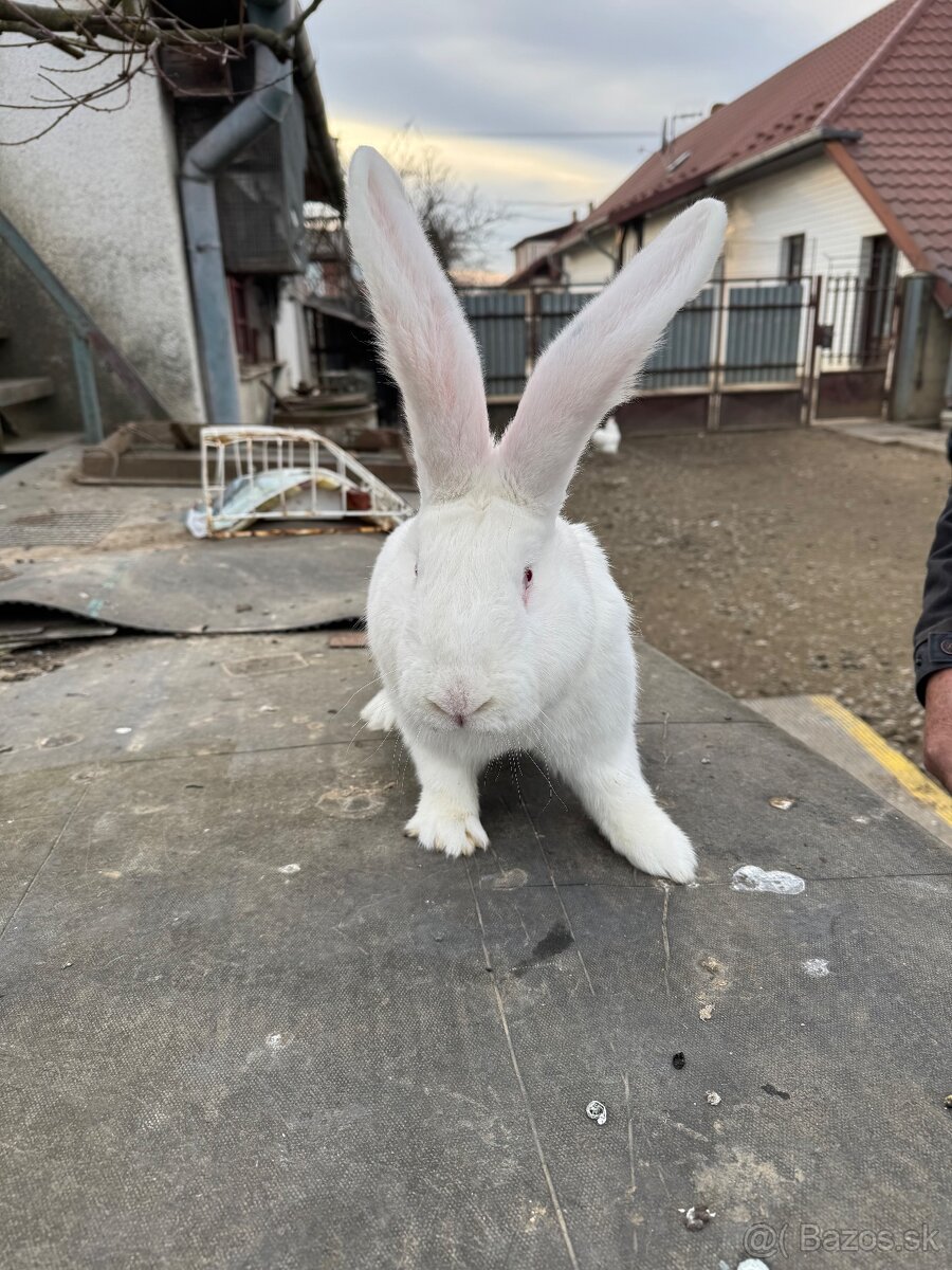 Belgický obor - čierny, albín - 5