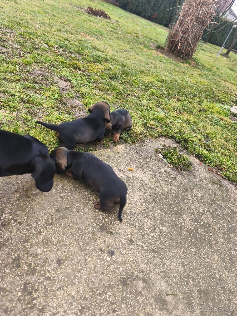 Trpaslíci jazvečík - 5