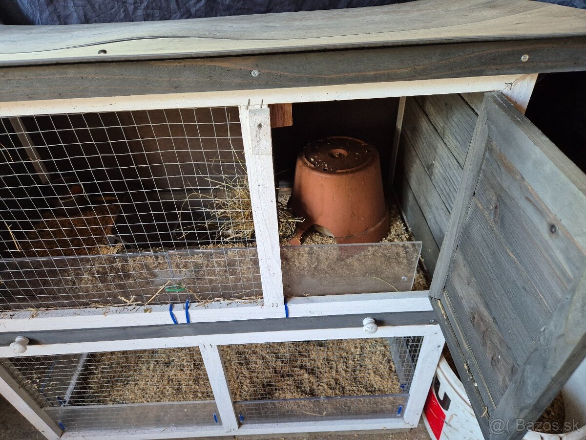 Morské prasiatko+voliéra - 5