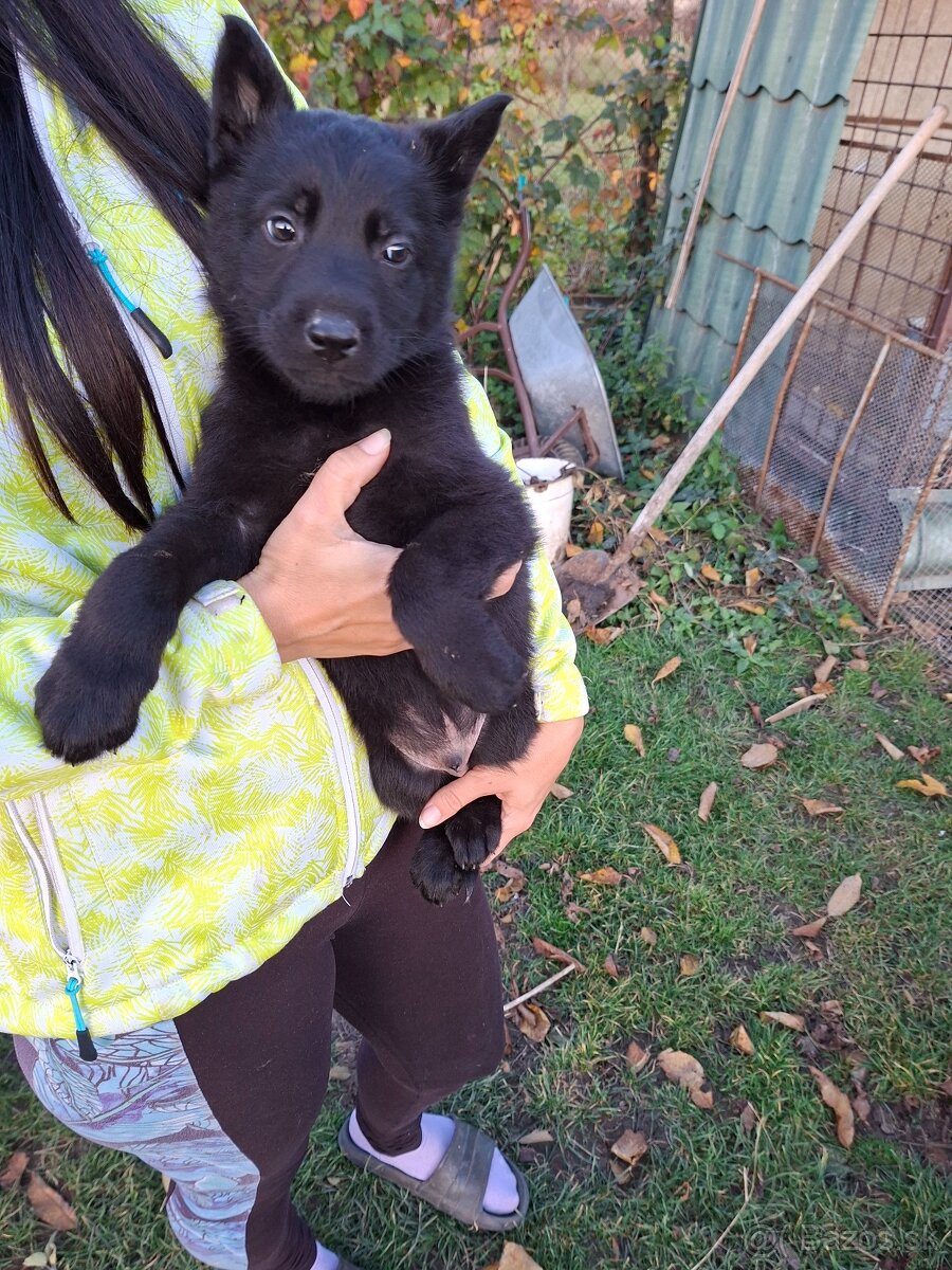 Nemecký ovčiak - 5