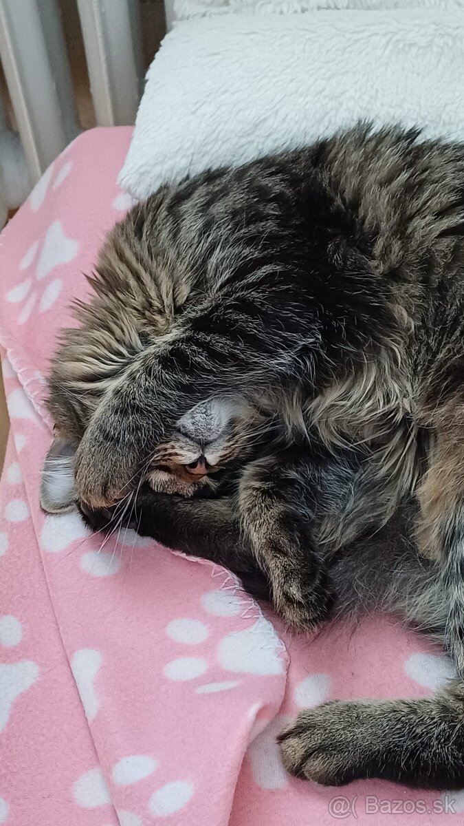 Domáci kocúrik - 5