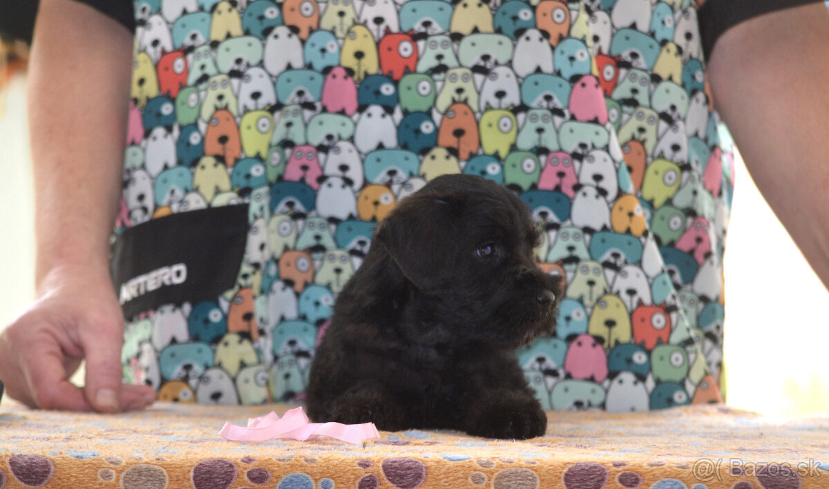 Bradáč malý čierny - šteniatka - 5