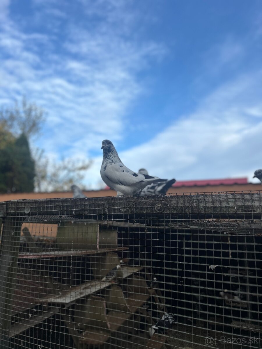 Ruším chov holubov - 5