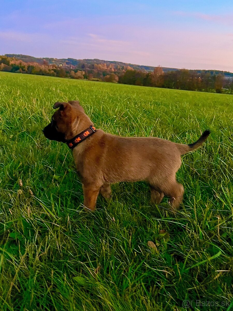 Belgický ovčák Malinois s PP 7.týdnů - 5