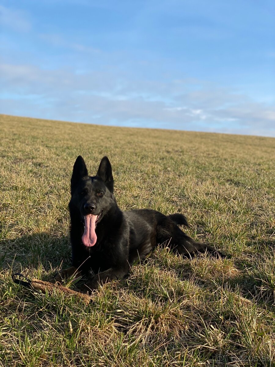 Nemecky ovčiak s PP krytie - 5