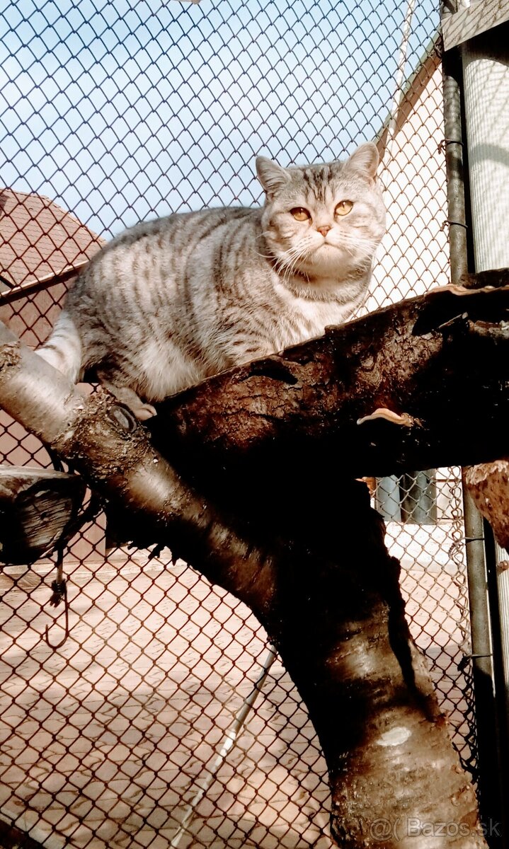 Britske maciatko na rezervácie - 5
