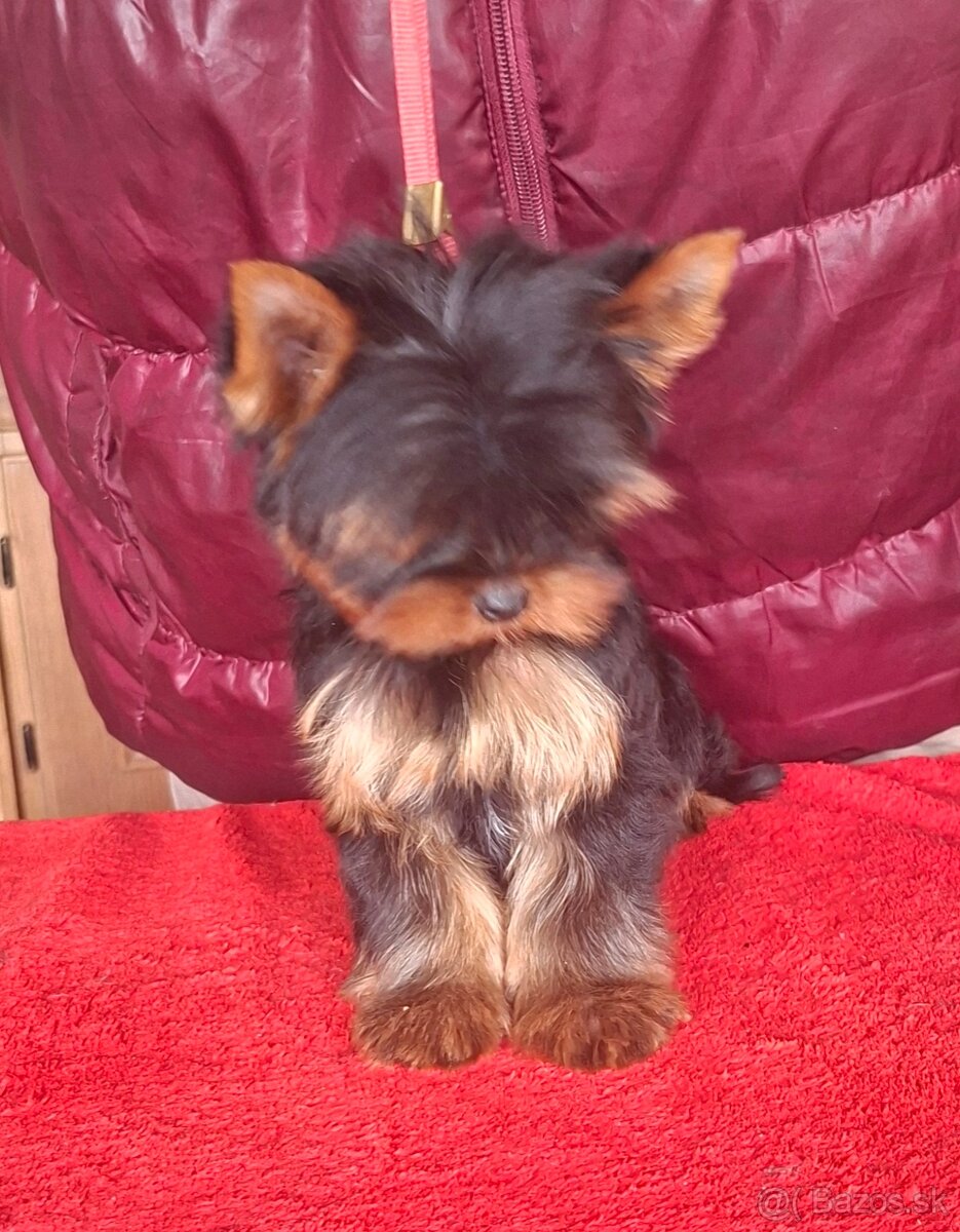 Yorkshire terrier s PP - psík - 5