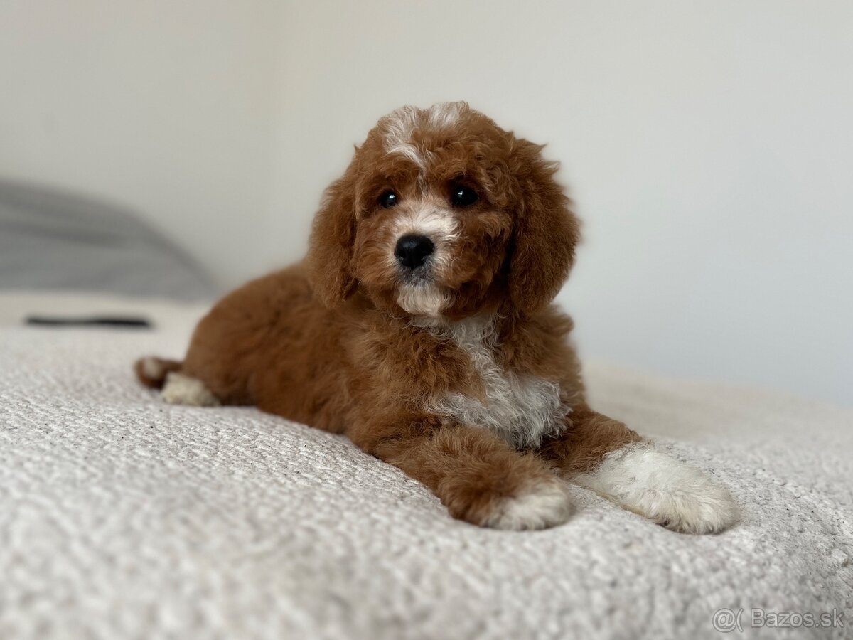 Cavapoo psík - 5